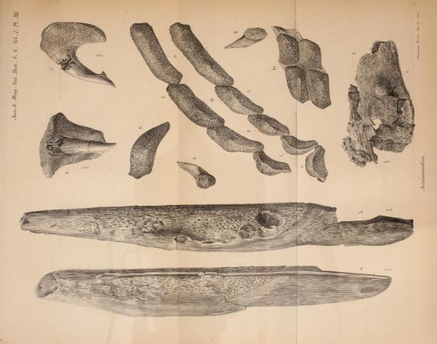 woodward_1888_asteracanthus ornatissimus flettonensis.jpg